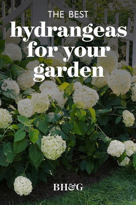 moisture meter level for hydrangeas|best water for hydrangeas.